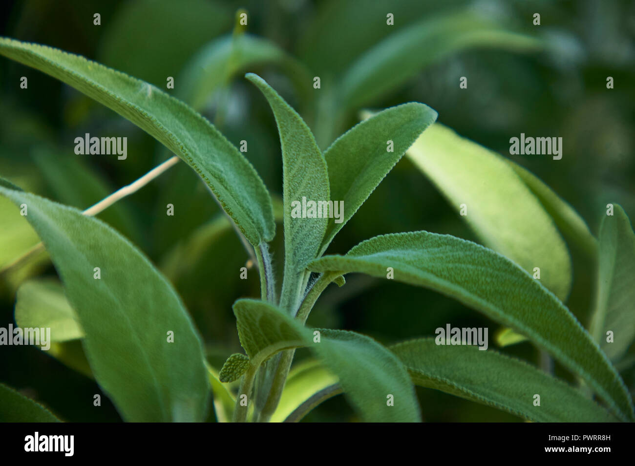 Sage Leaves In Hindi