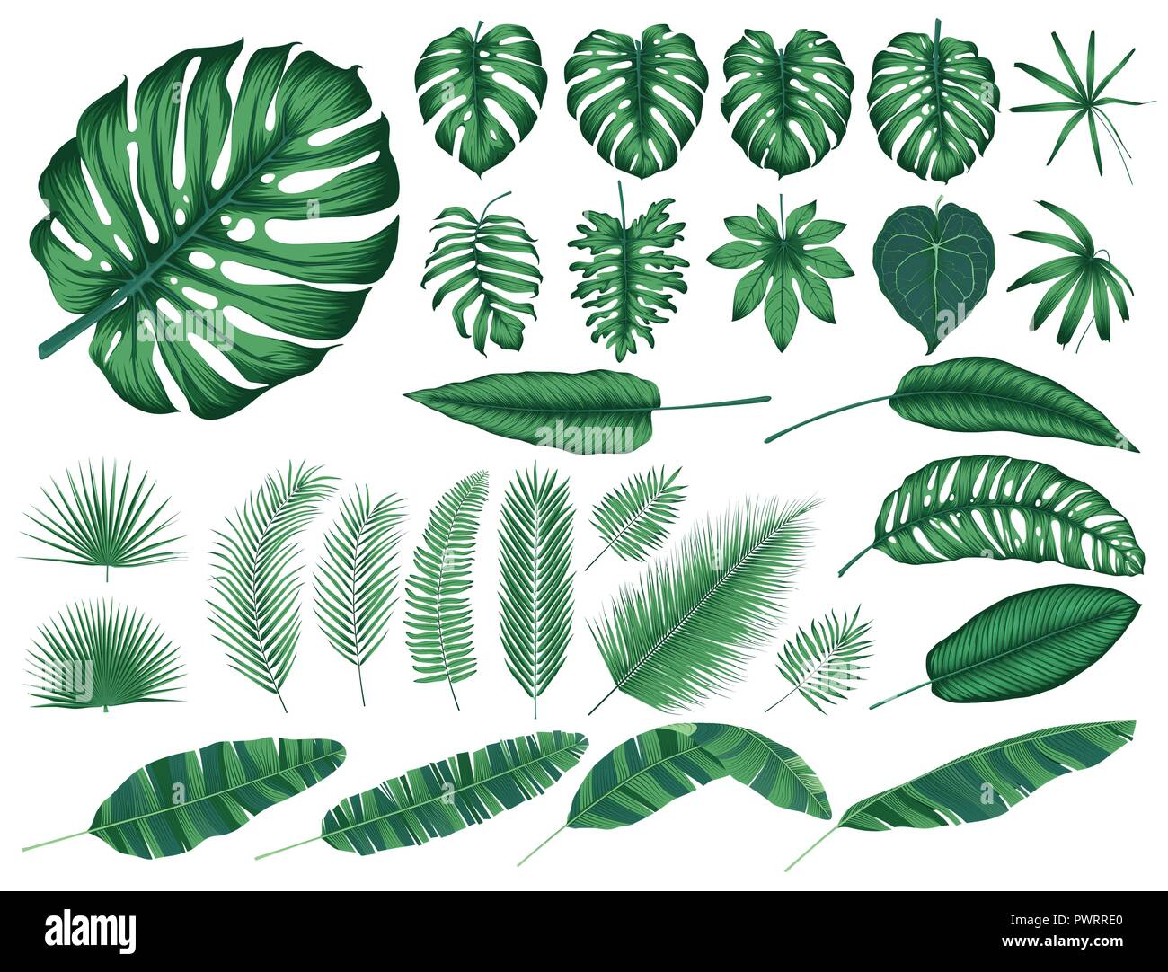 Detailed tropical leaves and plants, vector collection isolated elements template for your design Stock Vector