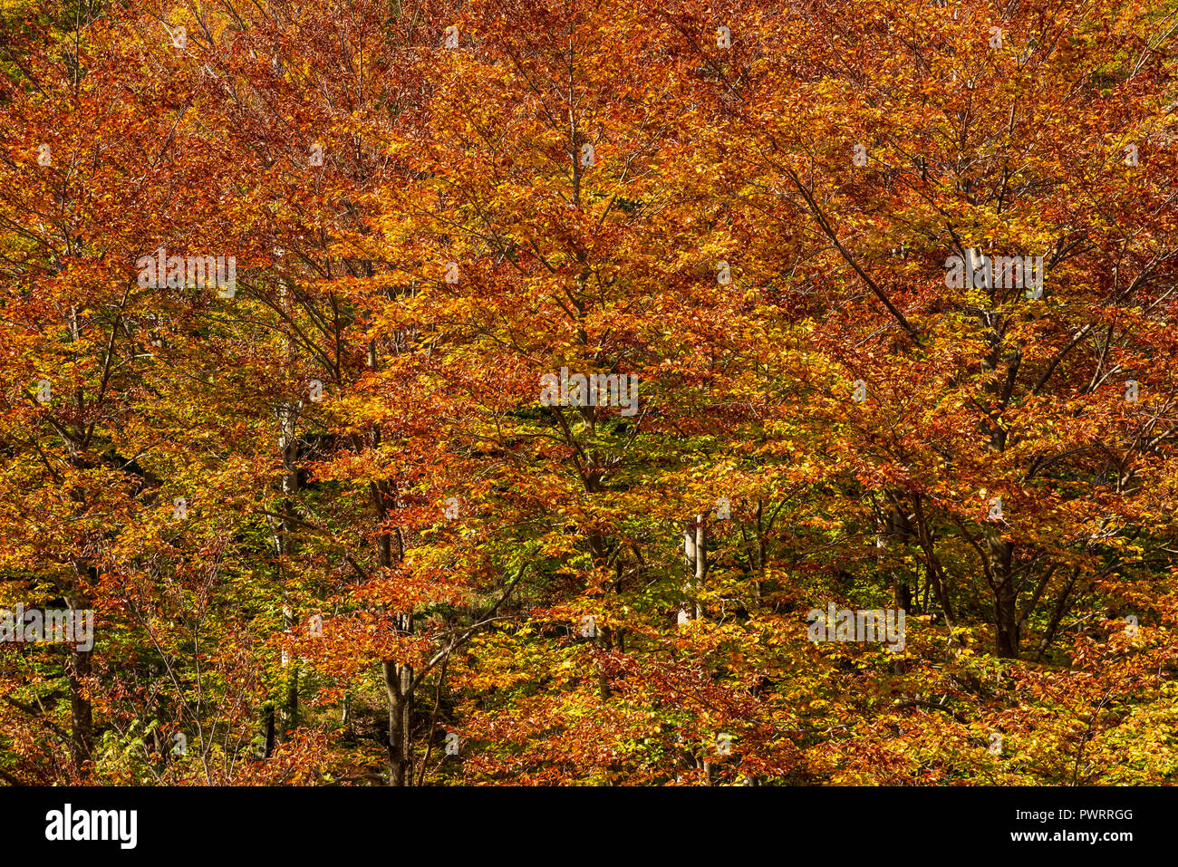 Woods in autumn, natural patterns and background Stock Photo - Alamy