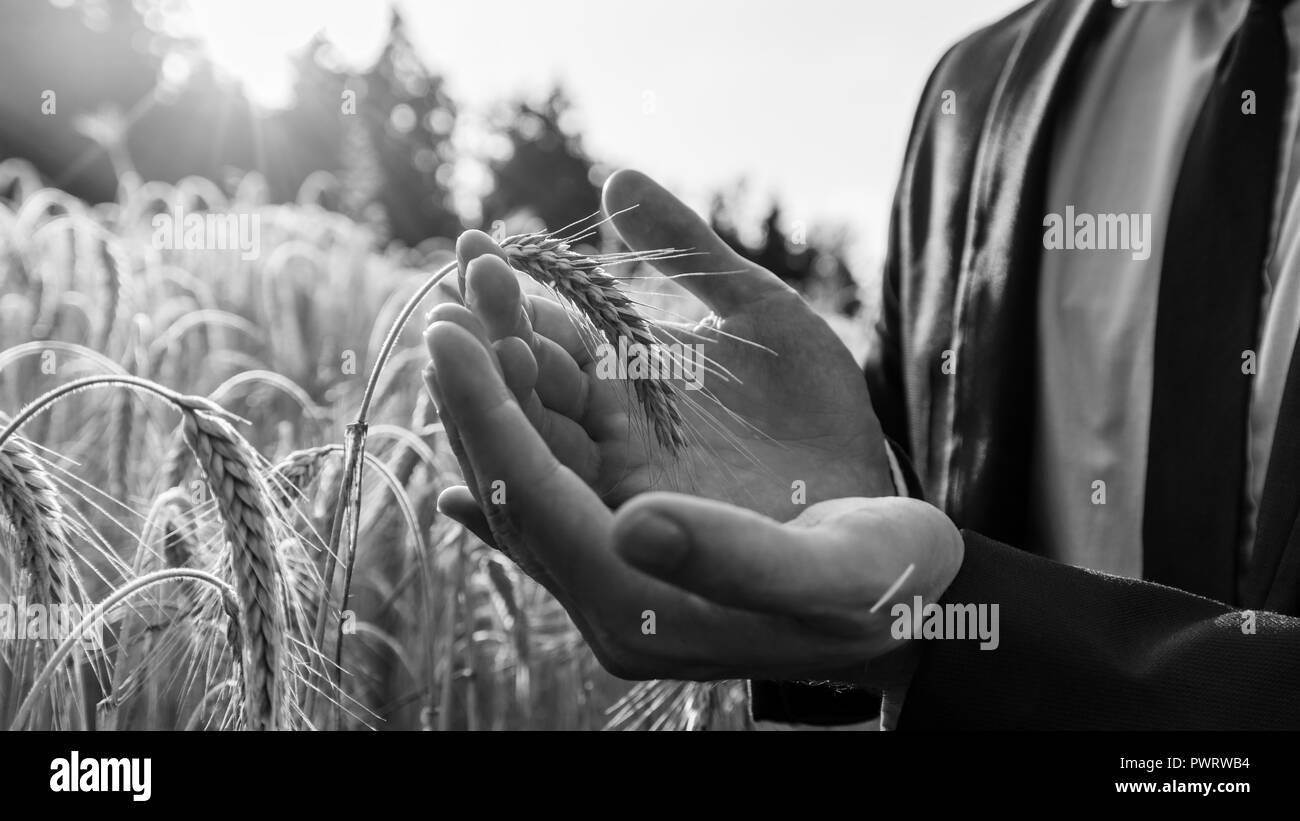Monochrome image of businessman gently holding ripening ear of wheat in his palms. Conceptual of environment protection or business start up. Stock Photo
