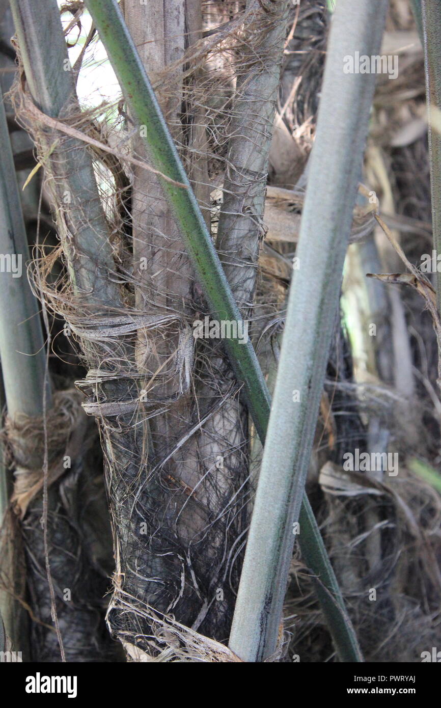 Formosa palm, Arenga engleri, growing in the tropical garden. Stock Photo