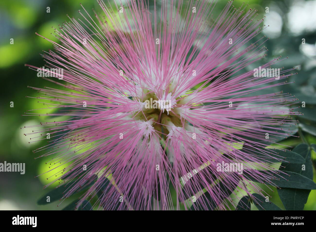 Powderpuff Tree High Resolution Stock Photography and Images Alamy