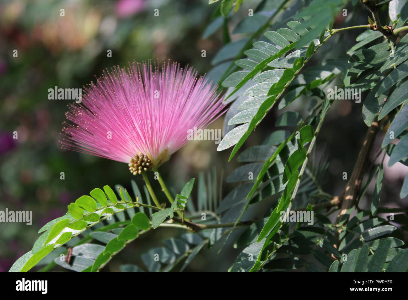 Powderpuff Tree High Resolution Stock Photography and Images Alamy