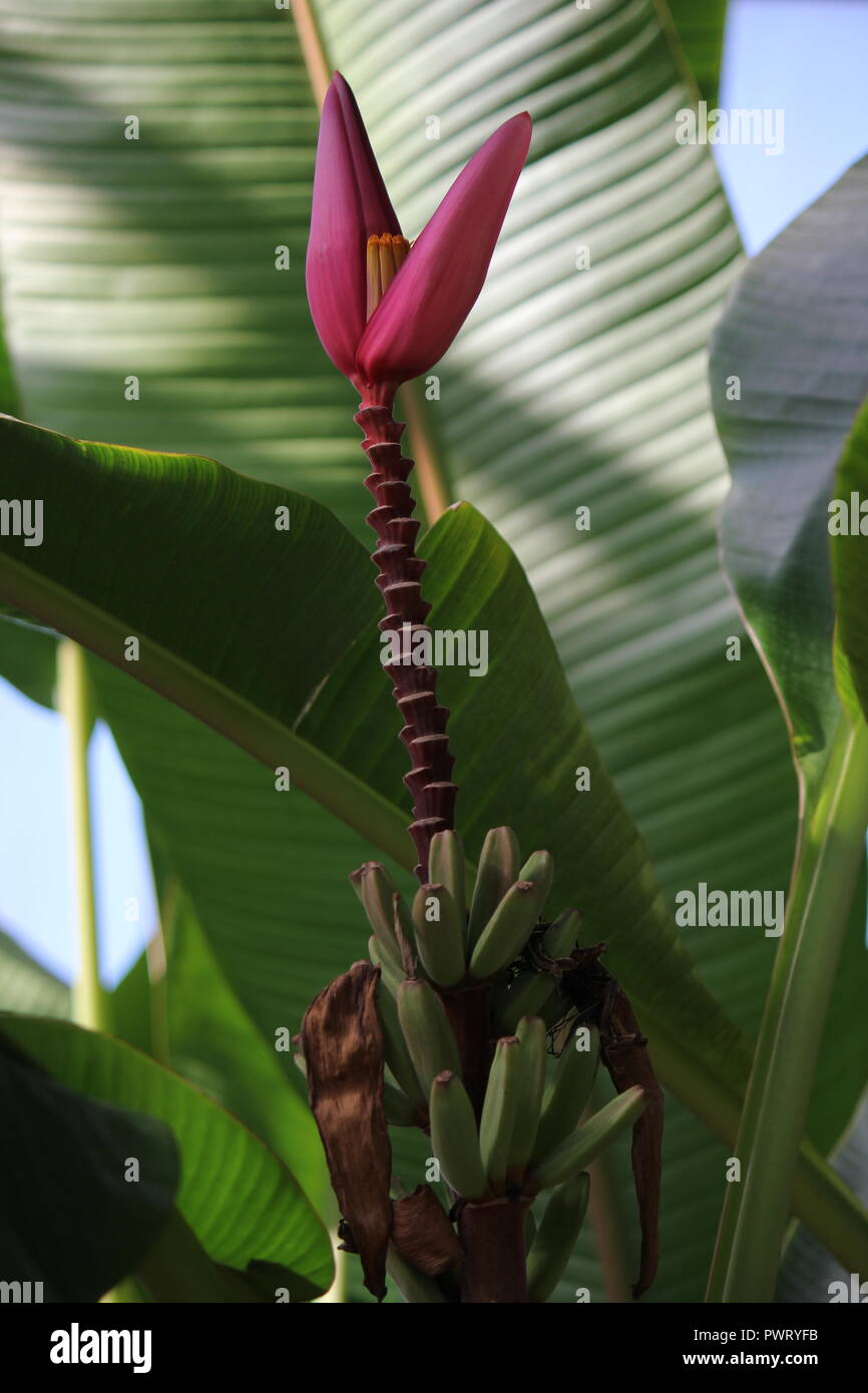 Banana tree plant showing fruit and inflorescence flower at the