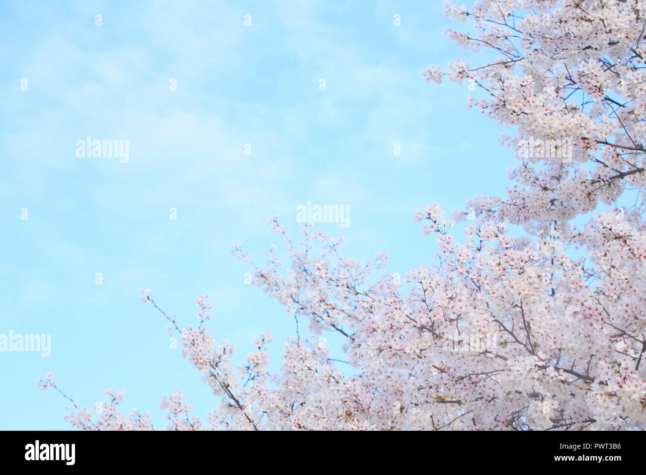 Cherry blossom attractions hi-res stock photography and images - Alamy