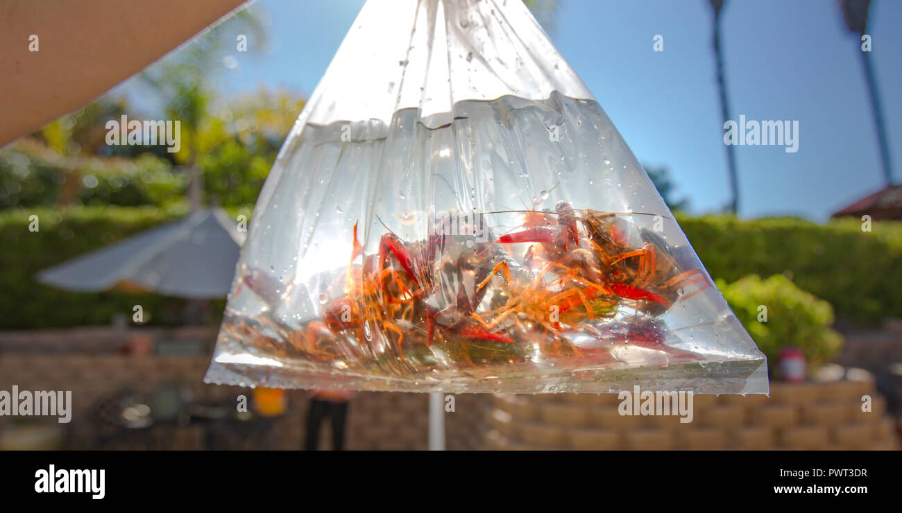 Crawdads inside a plastic pouch with water Stock Photo