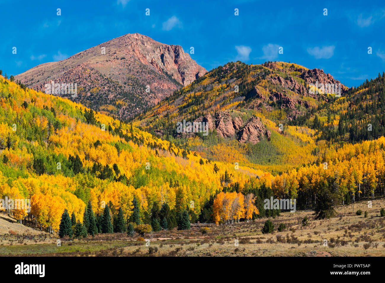 Aspen leaves turn gold and red for autumn in the Cripple Creek / Victor ...