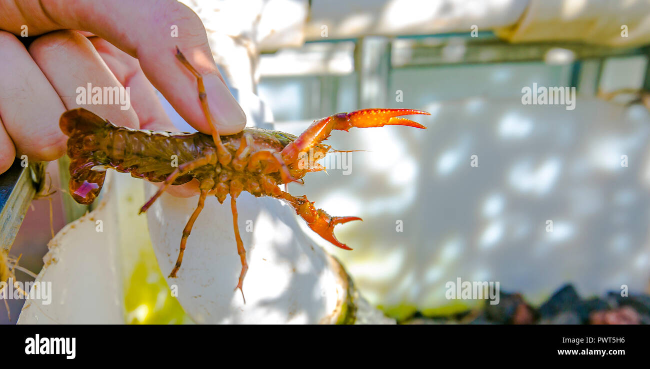 Hand holding an orange crawdad over growbed Stock Photo