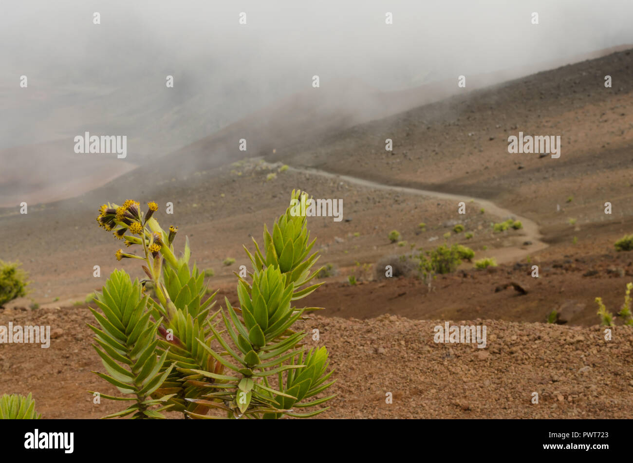 Indigenous green plant makes its way in the Haleakala national park, Maui, HAwaii Stock Photo