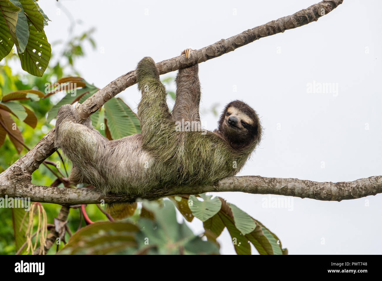 Central America, Costa Rica. Wild brown-throated sloth (Bradypus ...