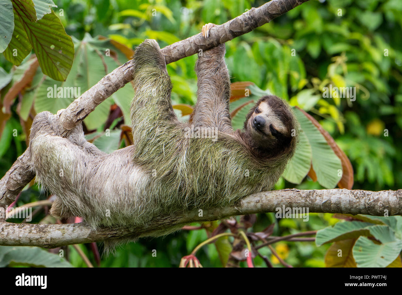 Central America, Costa Rica. Wild brown-throated sloth (Bradypus variegatus) in a tree. Type of three-toed sloth found in the neotropical climates. Stock Photo