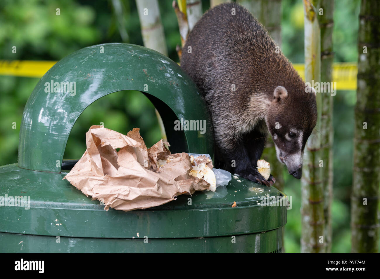 Central America, Panama. South American coati, a member of the raccoon family. Coati in a trash can. Stock Photo