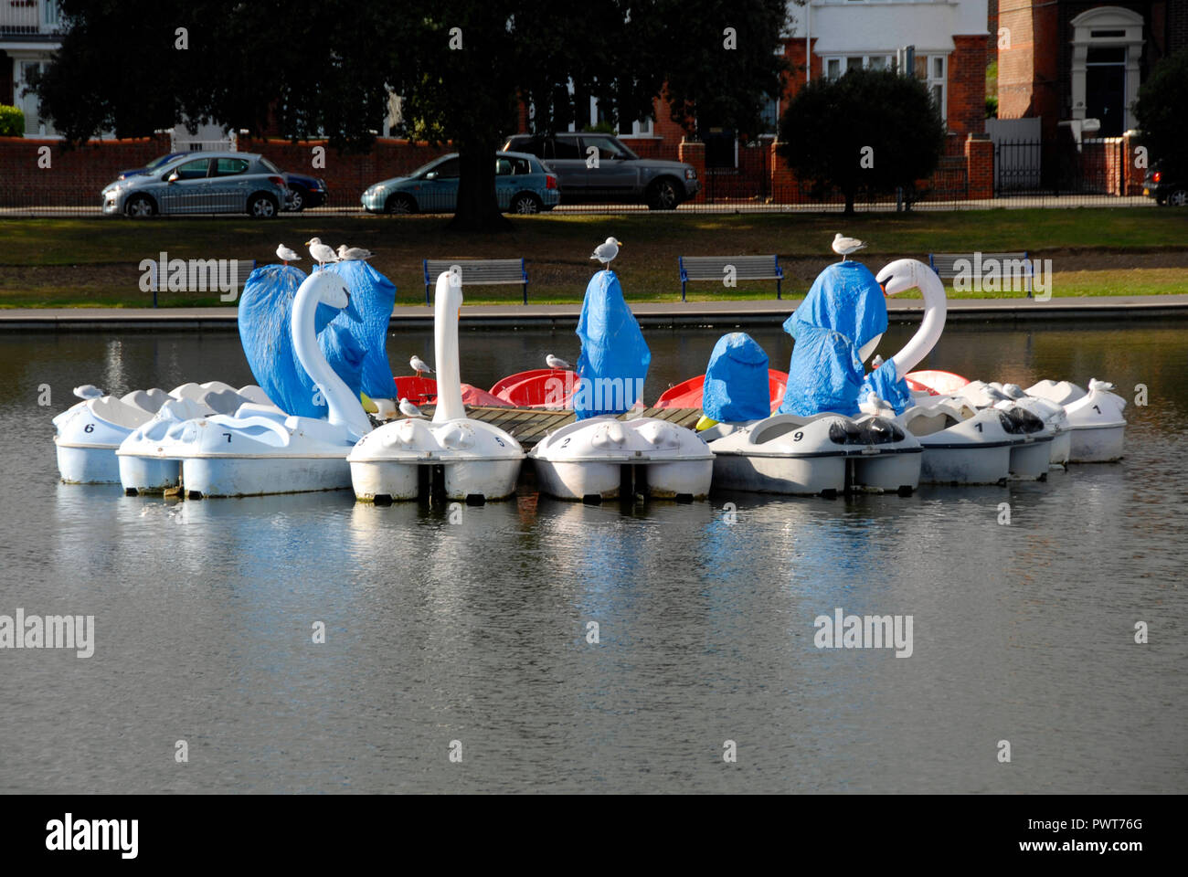 Pedalos in the shape of swans, Canoe Lake, Southsea, Porstmouth, Hampshire, England, partly covered as out of season Stock Photo