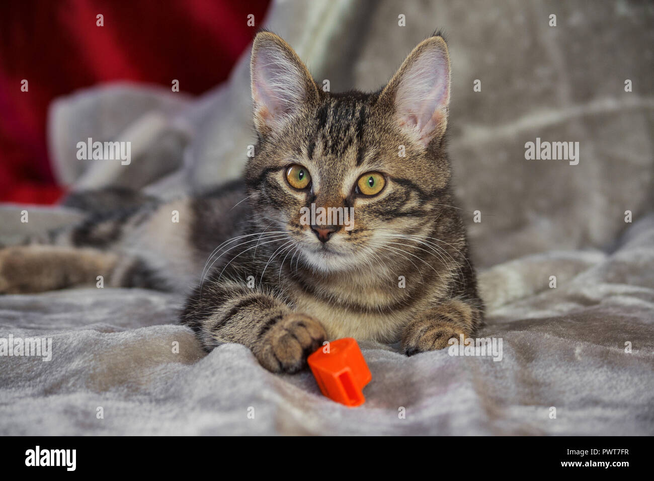 small mongrel striped kitten is lying on a gray rug, looking straight, looking attentively, an orange whistle, yellow with green eyes and an orange no Stock Photo