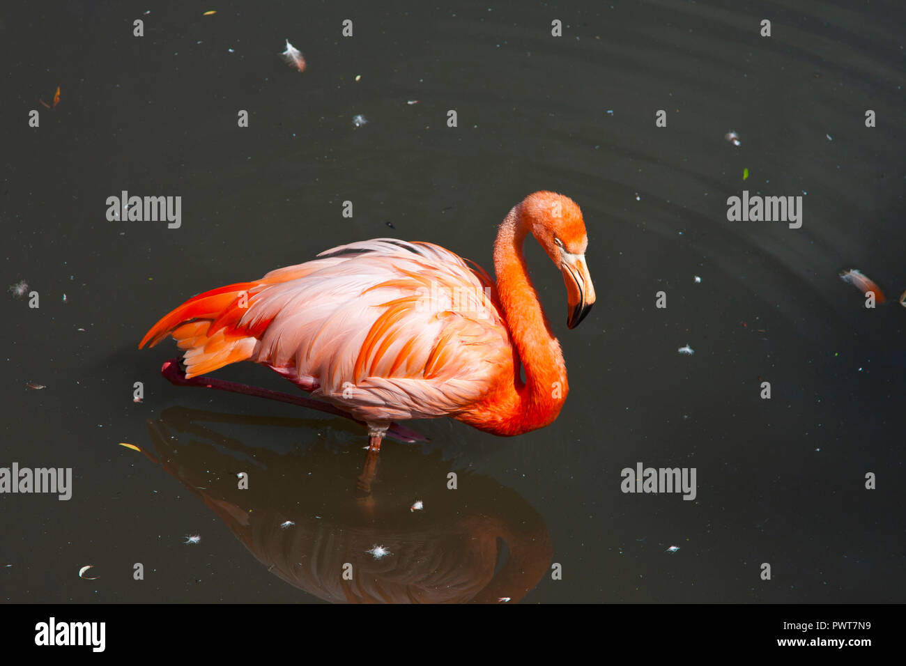 Granby Quebec, Eastern Townships, Flamingos Stock Photo