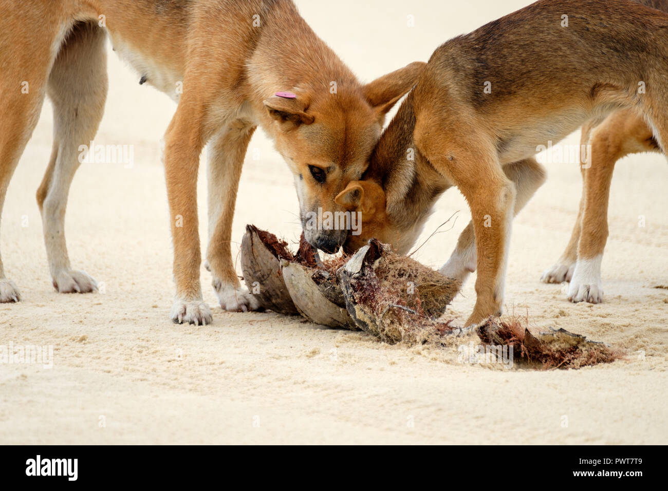 Dingoes - Fraser Island Stock Photo
