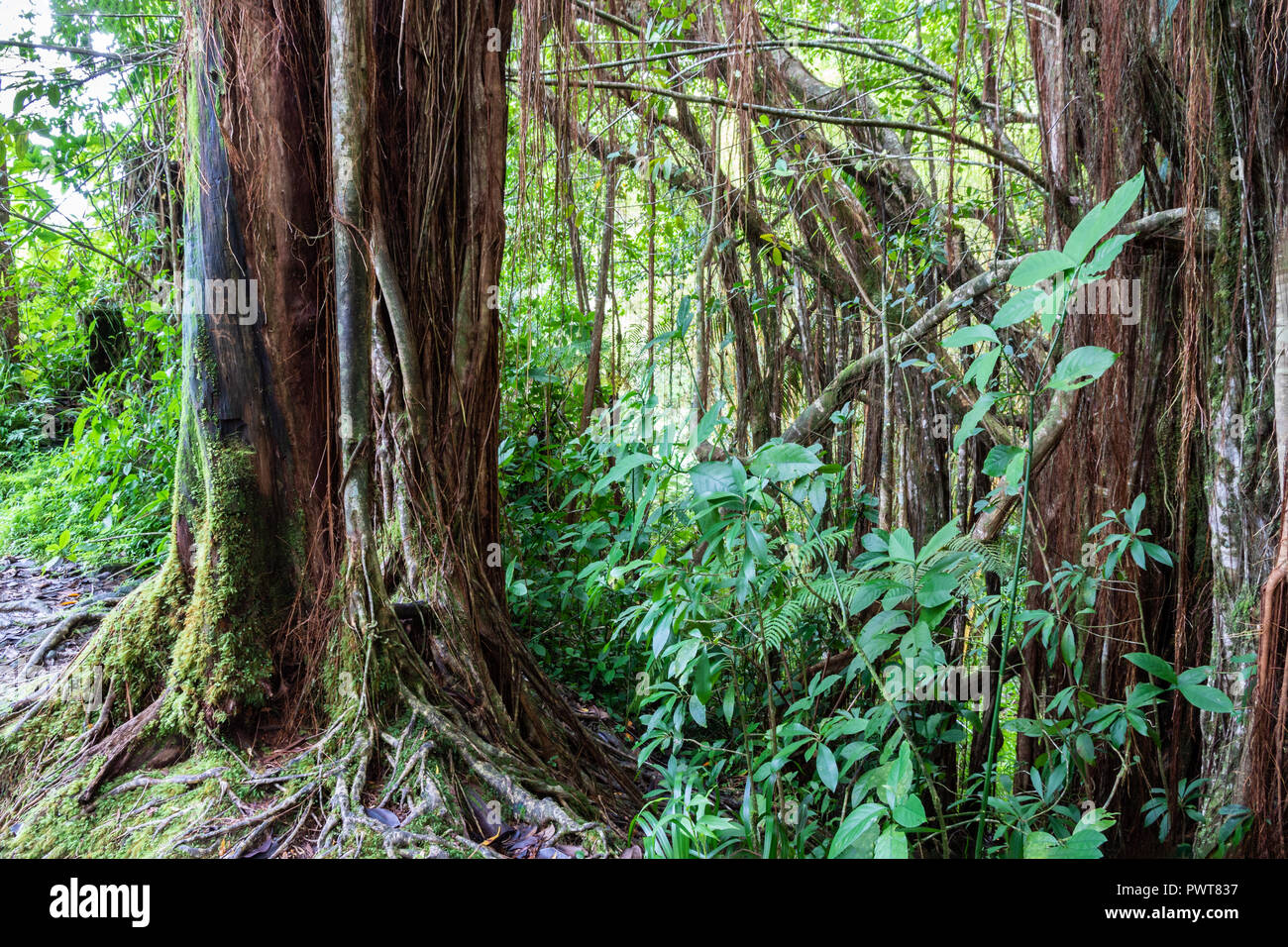 Tropical rainforest in Akaka falls state park, on Hawaii's Big Island