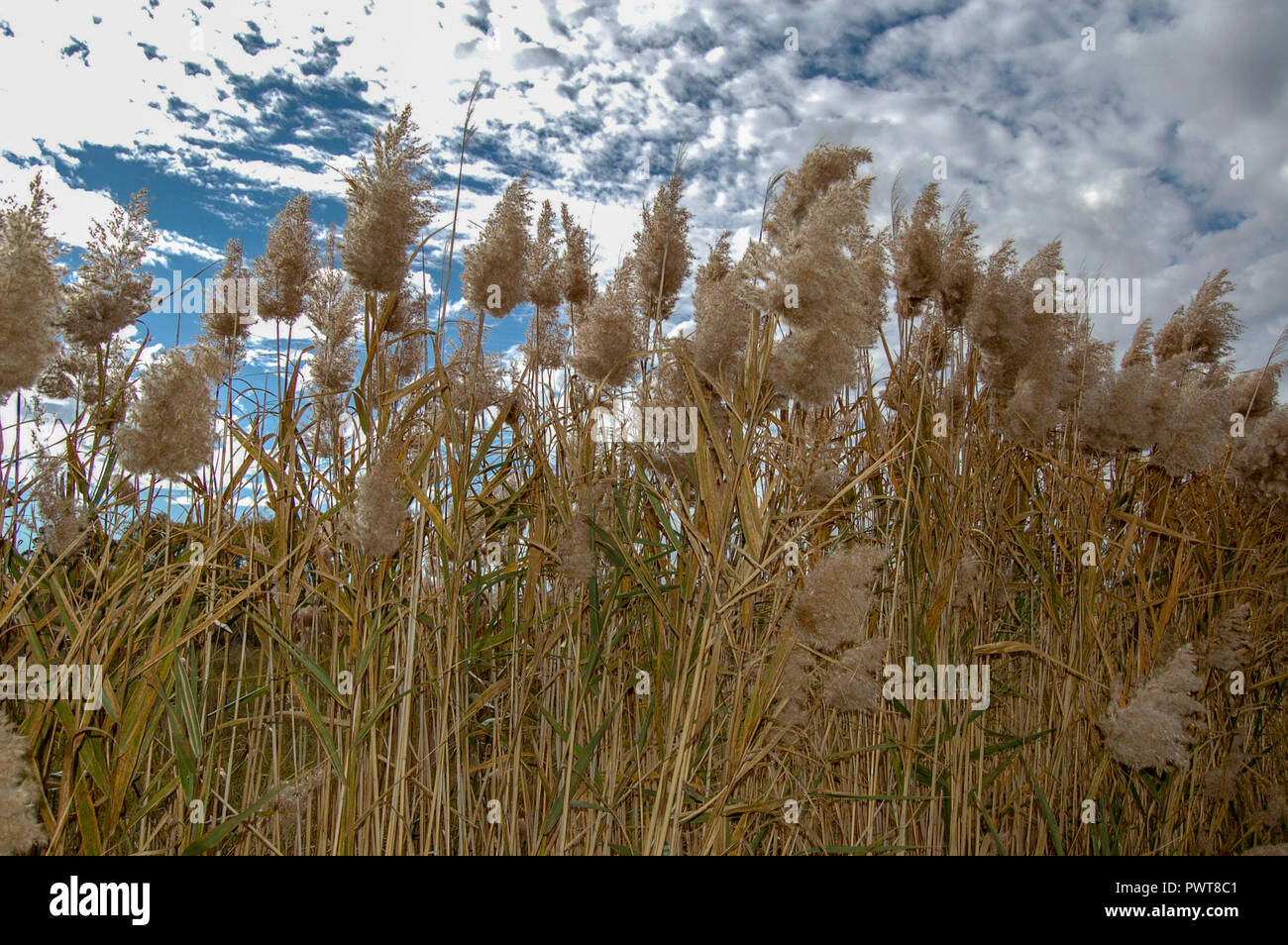 Phragmites australia or reed grass Stock Photo Alamy