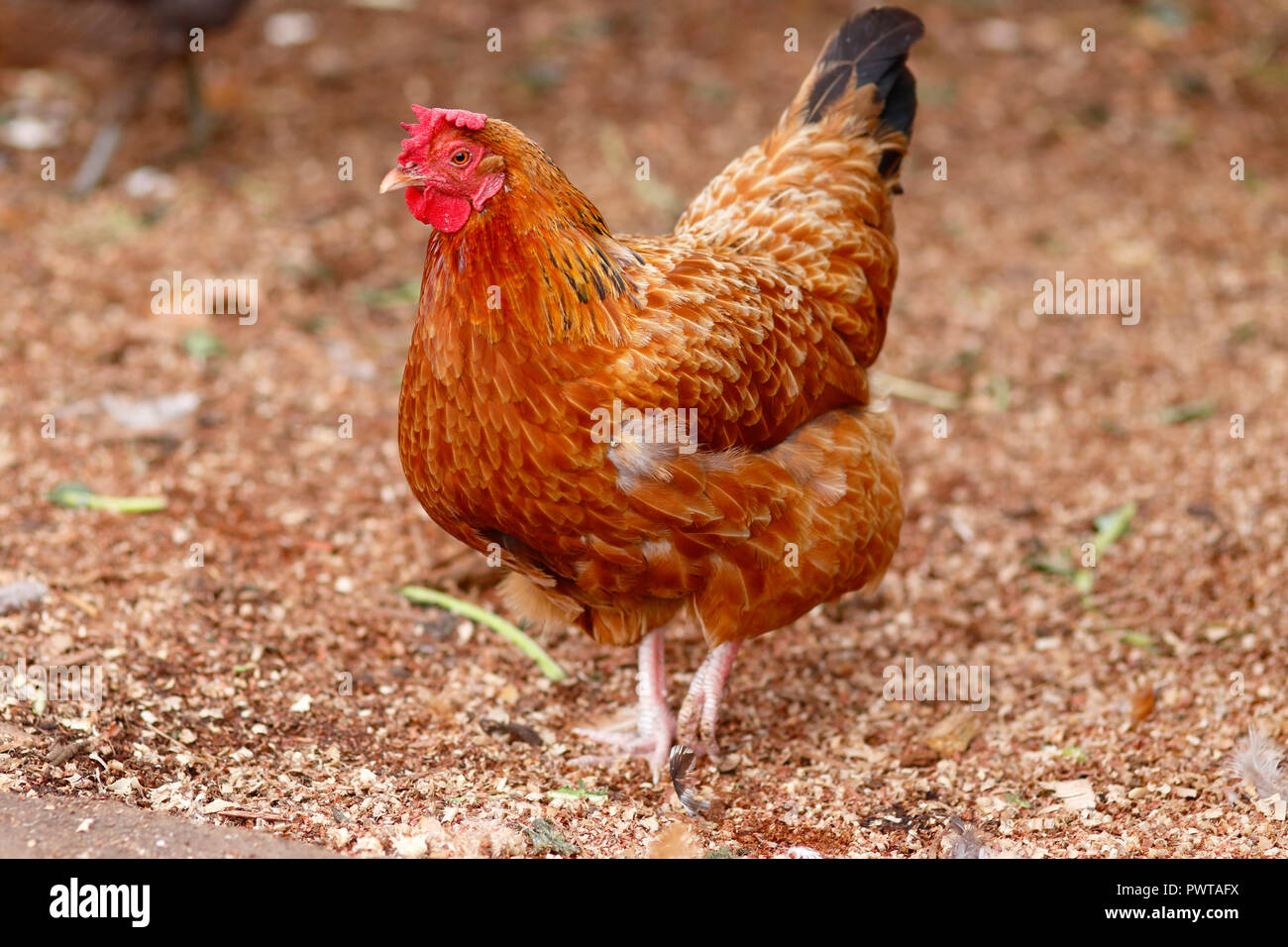 A Rhode Island Red Hen Chicken Stock Photo Alamy