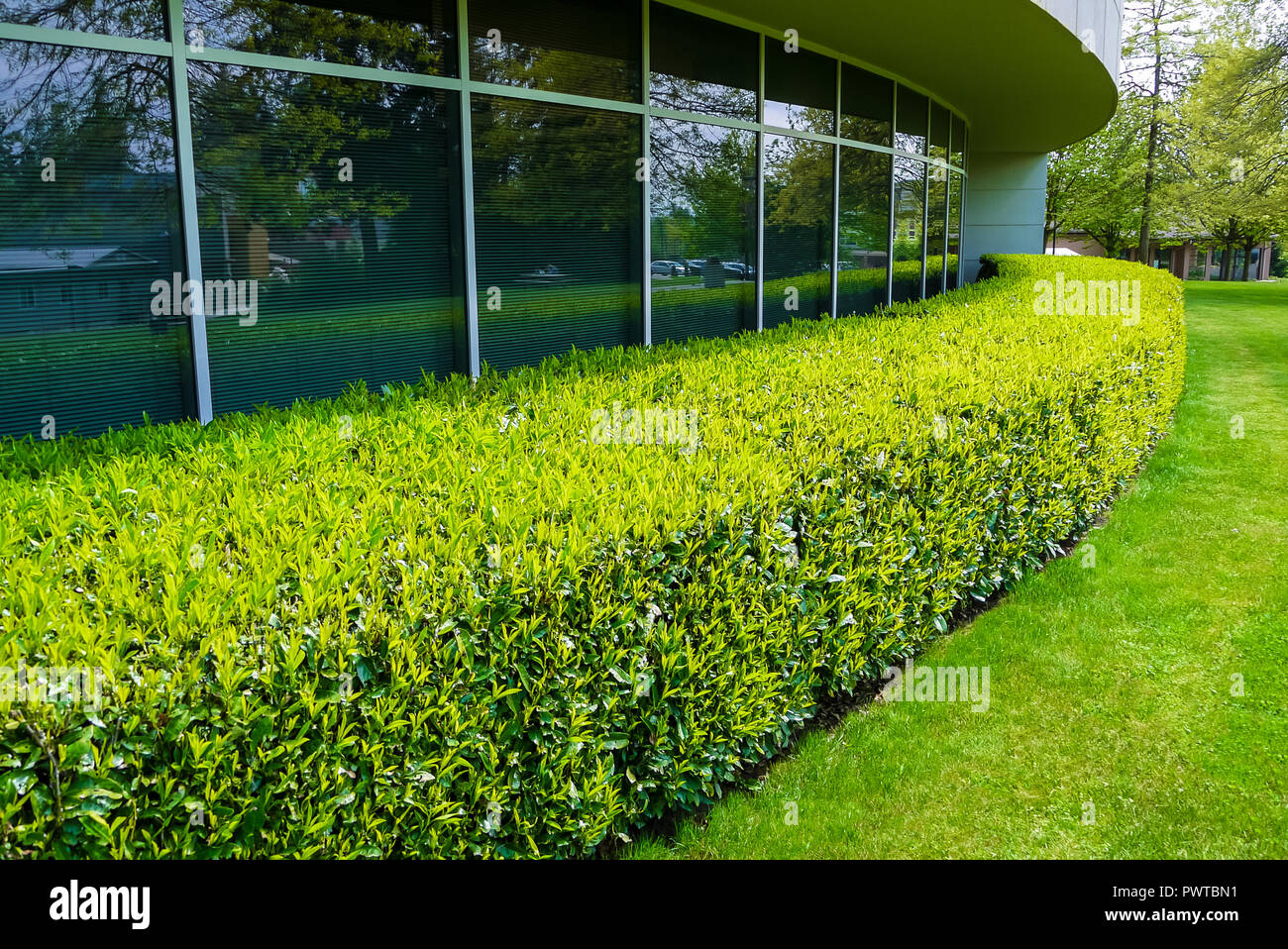 Green hedge and mowed lawn along office building wall Stock Photo