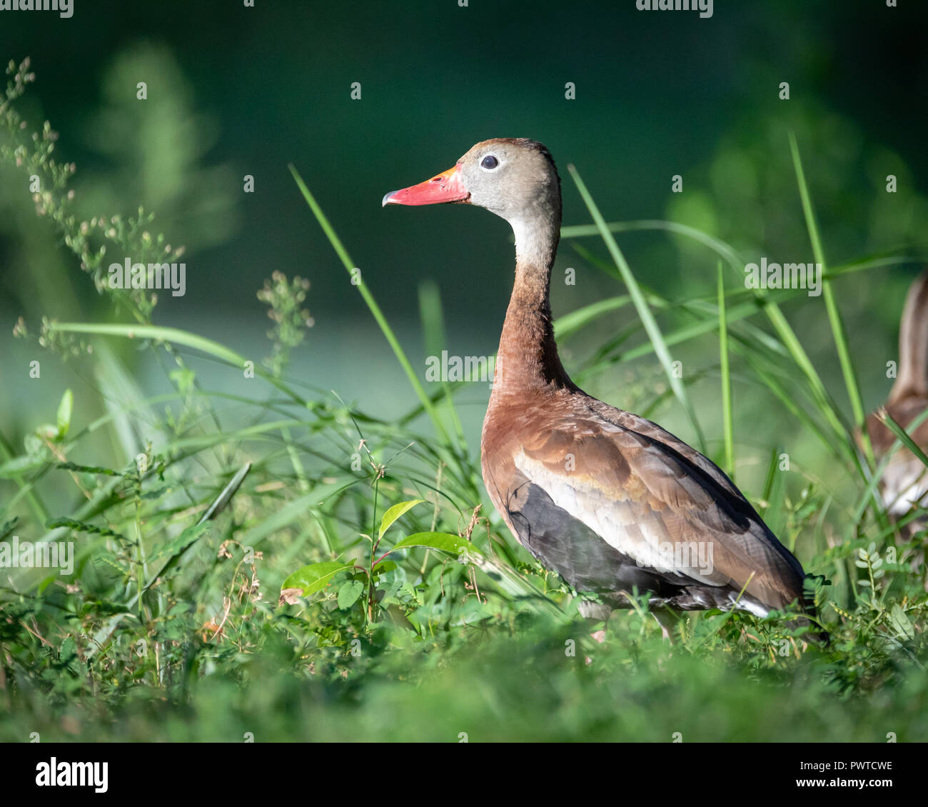 A beautiful Black-bellied Whistling Duck (Dendrocygna autumnalis) sits in tall grass. Stock Photo