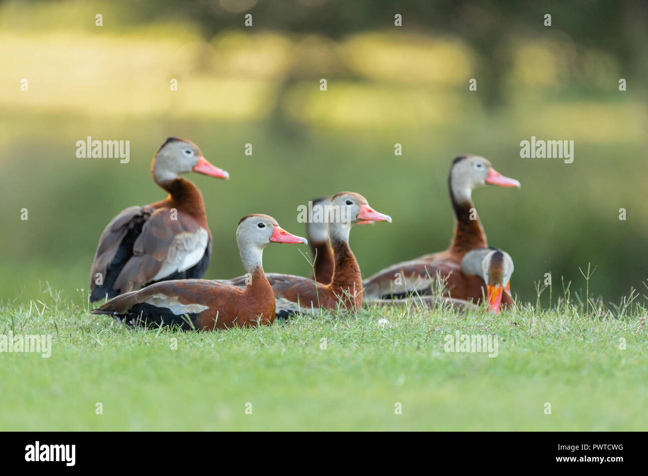 As if posing for a family portrait, these Black-bellied Whistling Ducks (Dendrocygna autumnalis) enjoy some quiet time as evening approaches. Stock Photo