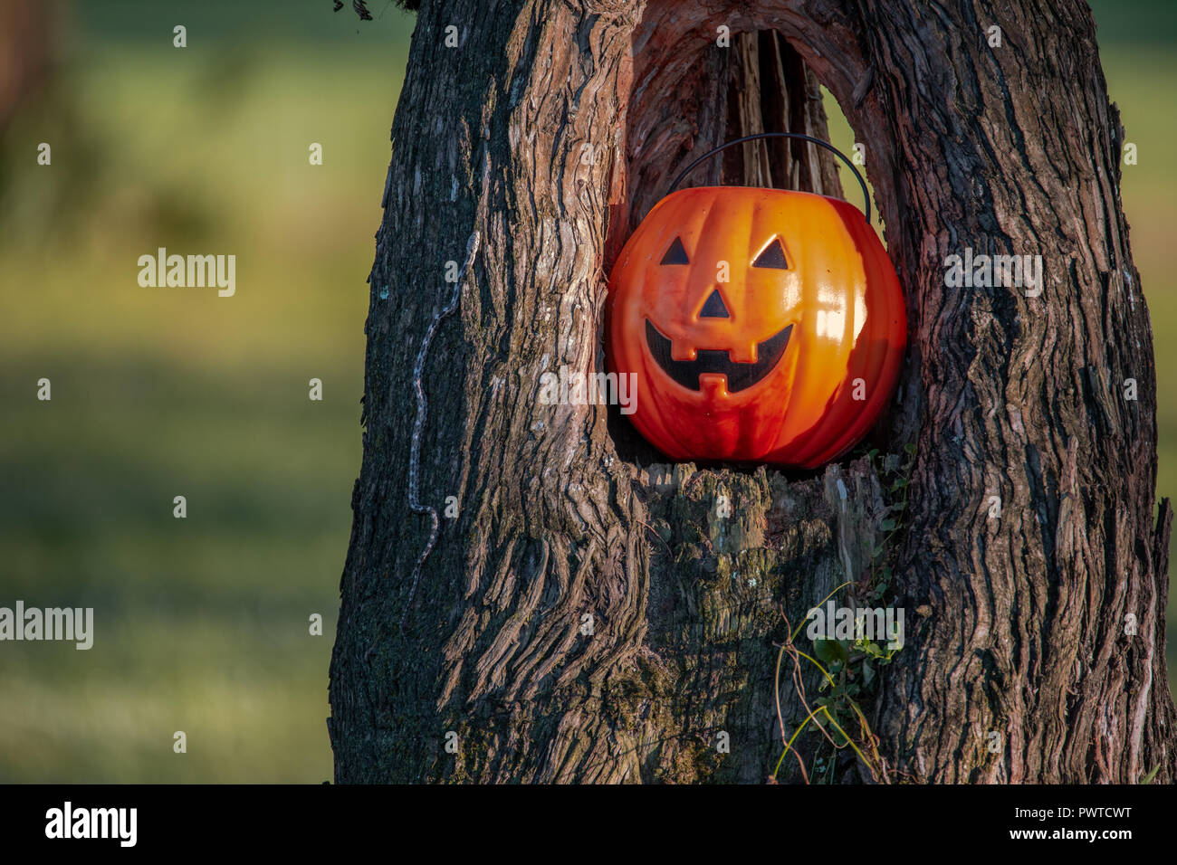 What's scarier than a Jack-O-Lantern in a hollowed out tree at Halloween? A real, wild Eastern Rat Snake (Pantherophis alleghaniensis) next to it! Stock Photo