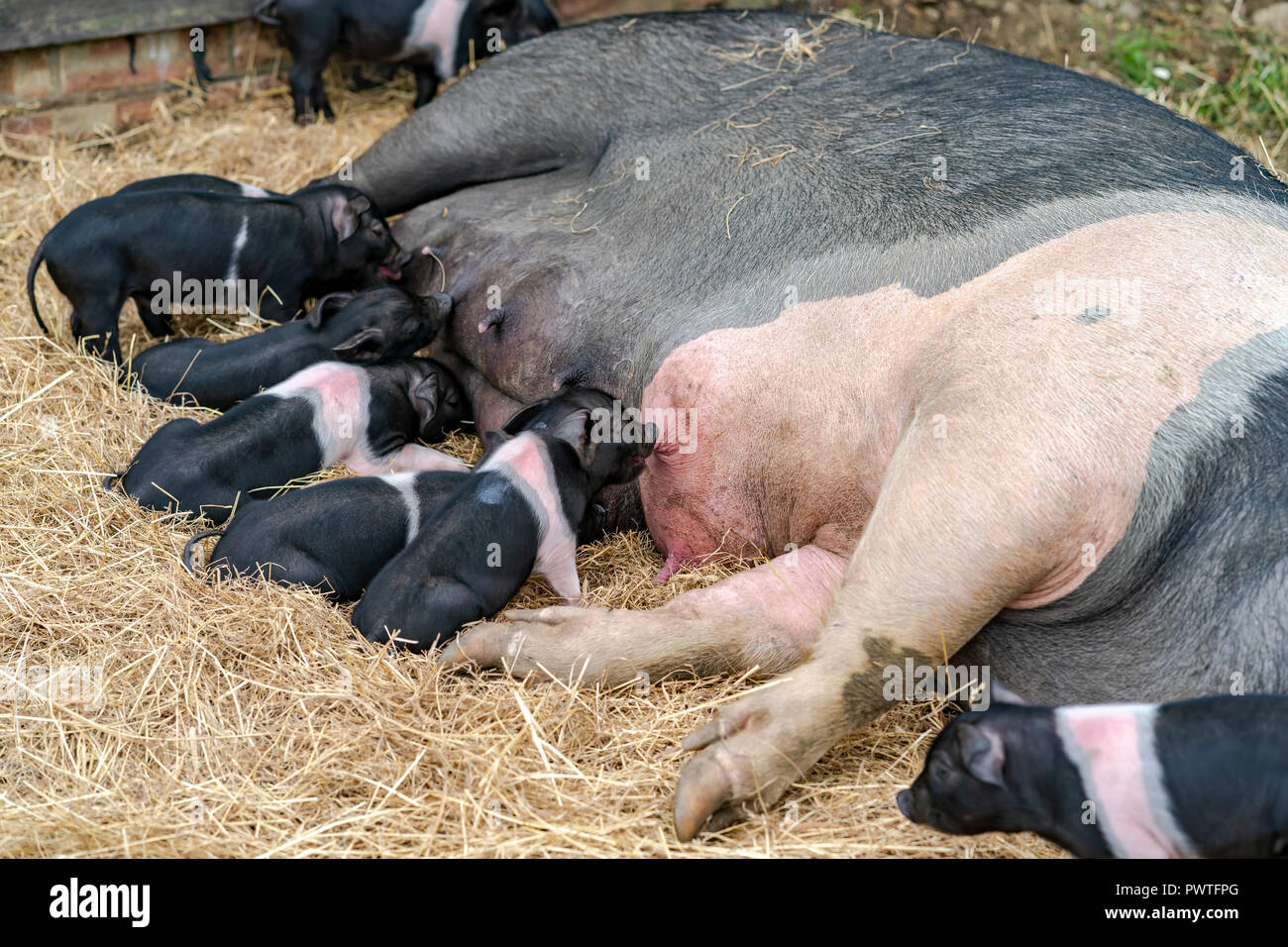 Piglets feeding Stock Photo