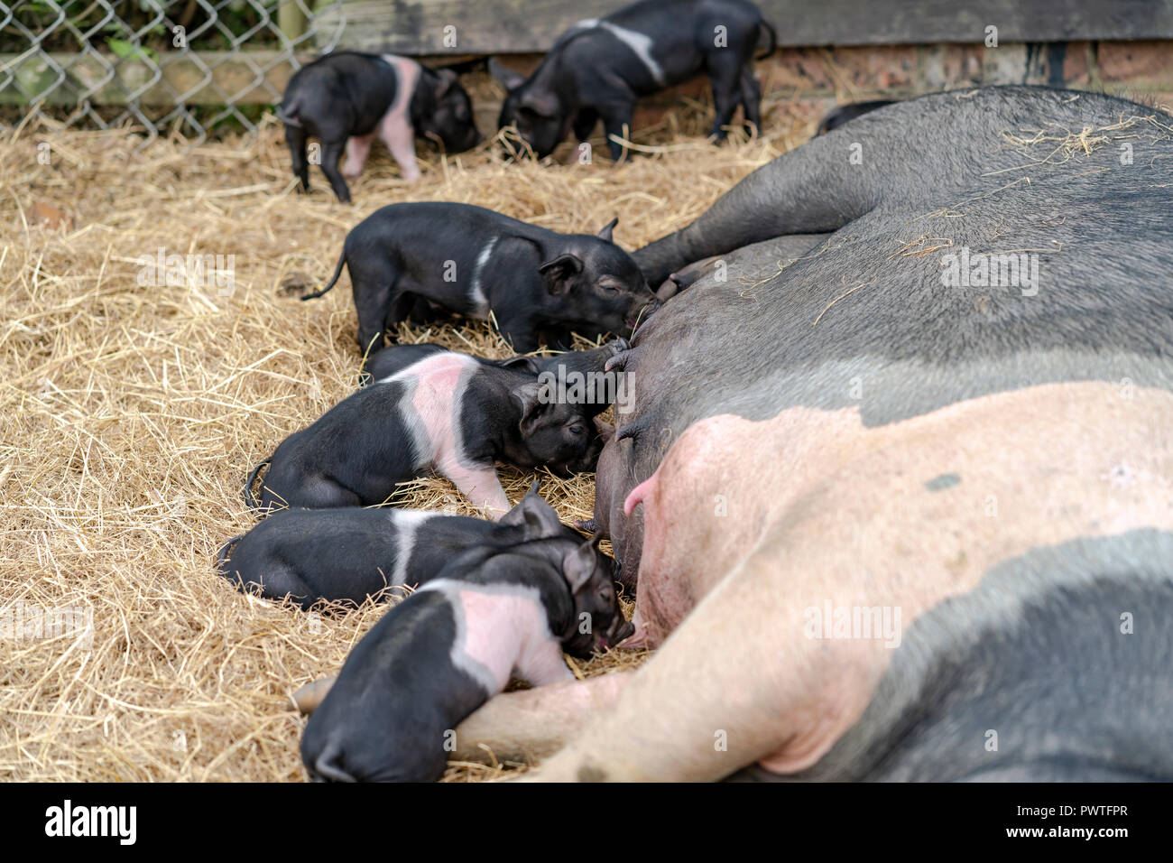 Piglets feeding Stock Photo