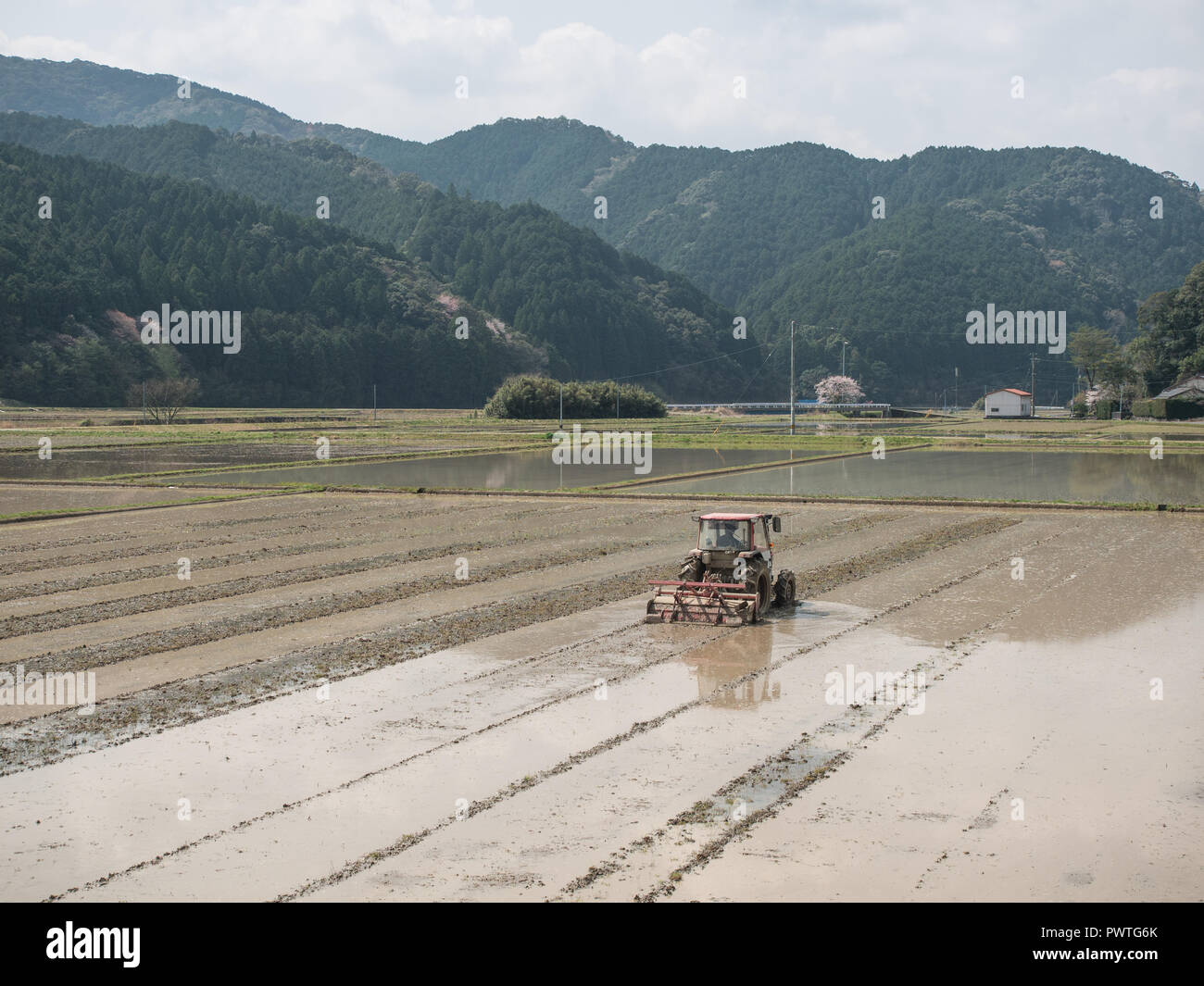 Japanese farmer, tractor, cultivating flooded rice field,  preparing for spring planting, Ehime, Shikoku, Japan Stock Photo