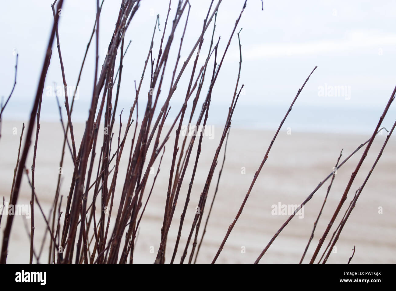 Dunes in the Netherlands Stock Photo - Alamy
