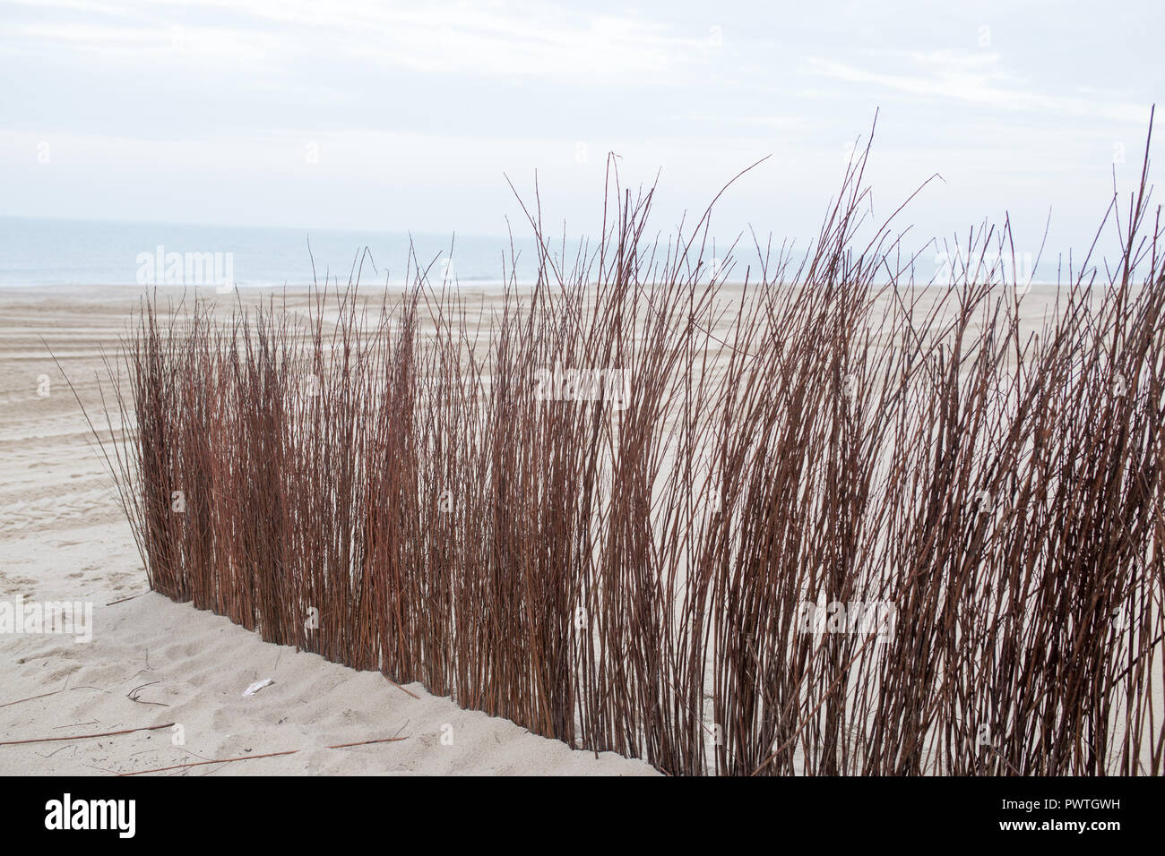 Dunes in the Netherlands Stock Photo - Alamy