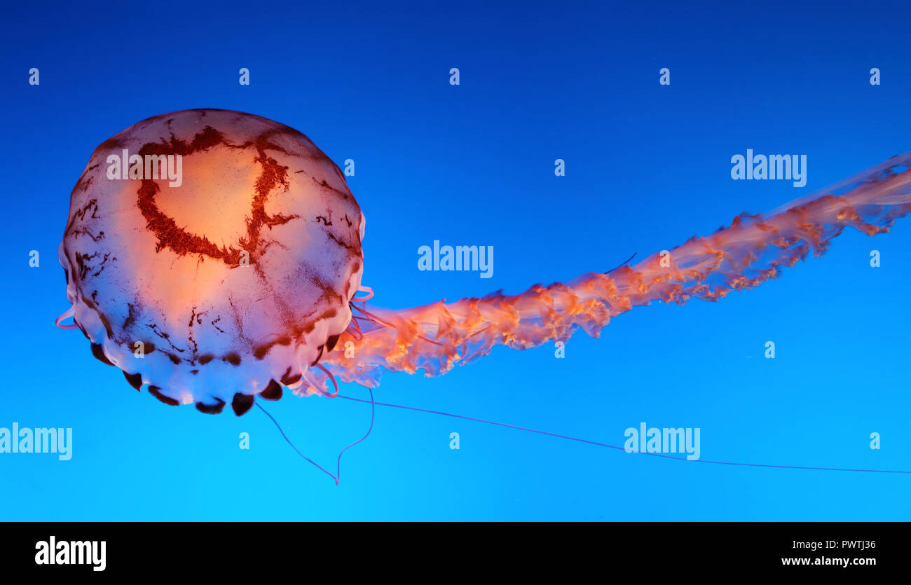 Jellyfish swimming against a blue background Stock Photo - Alamy