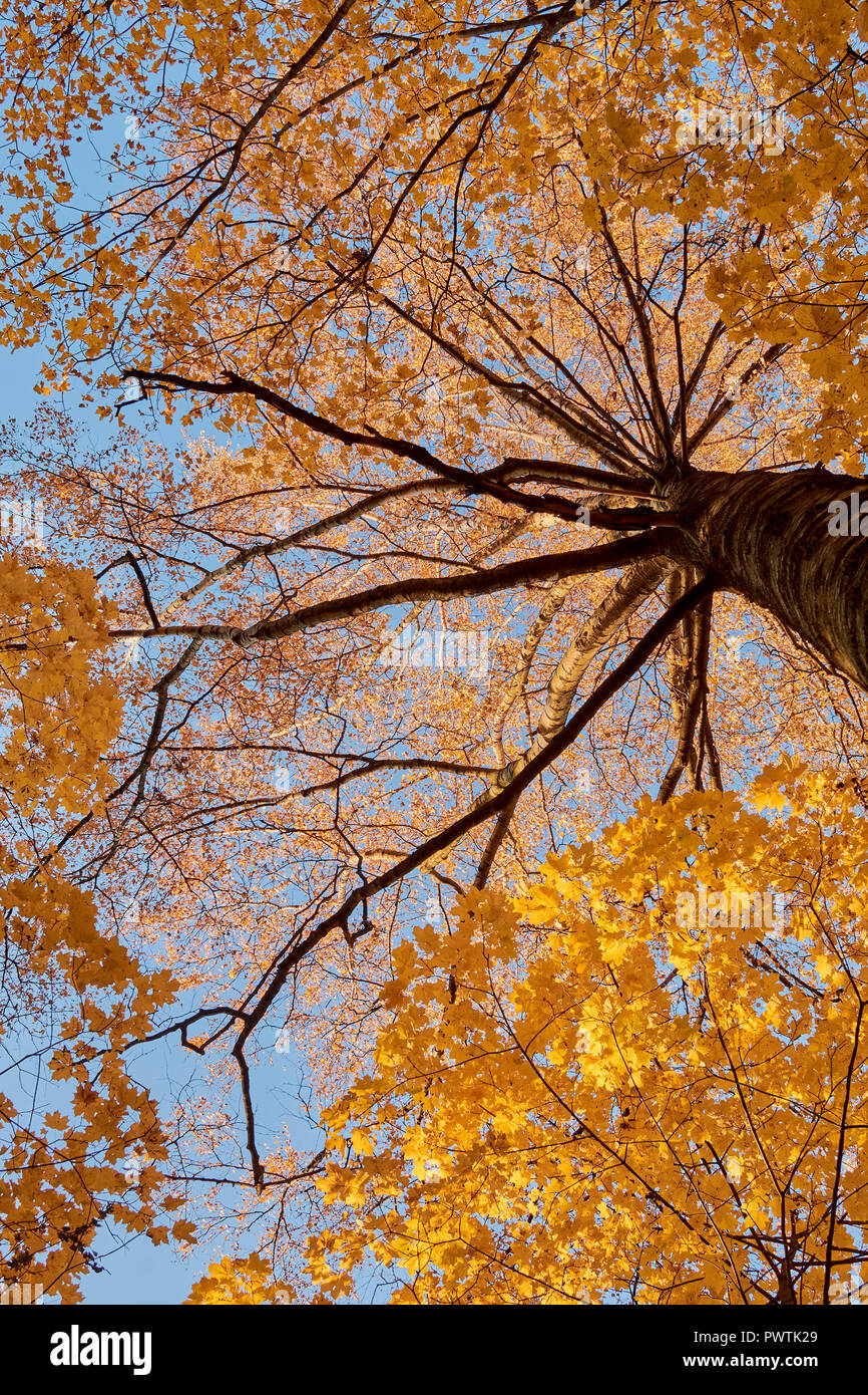 colorful autumn in the Park with sun rays passing through the trees ...