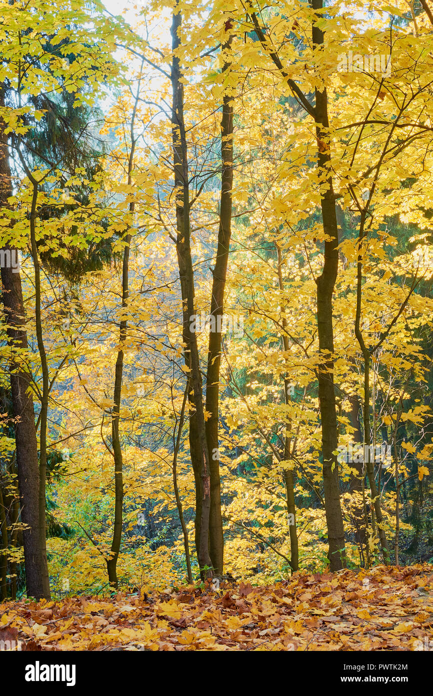 colorful autumn in the Park with sun rays passing through the trees ...