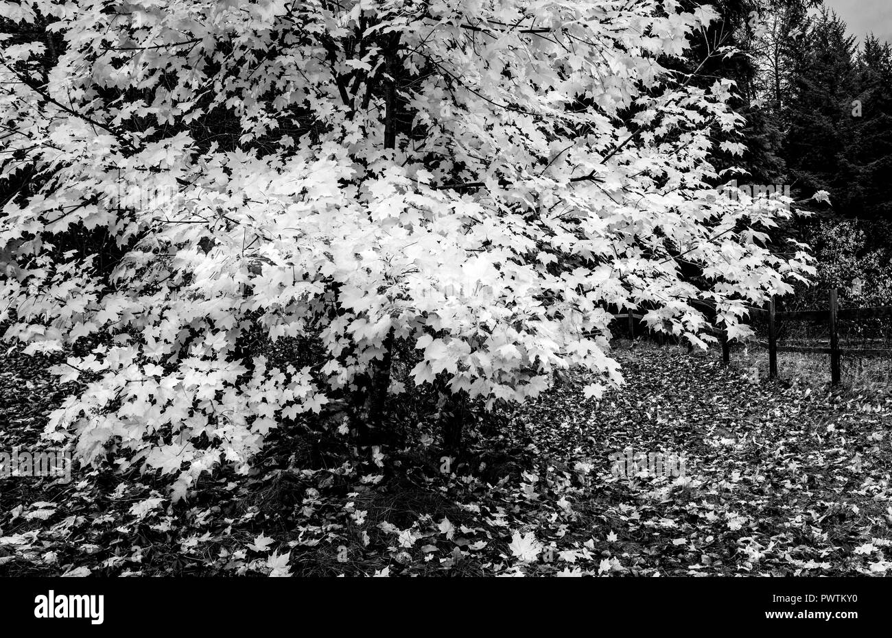 Fallen maple leaves in Black and White Stock Photos & Images - Alamy