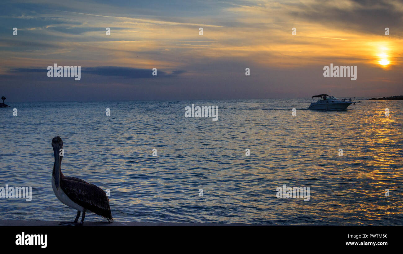 Silhouette of a pelican perched by water's edge while a boat motors past at dusk, St. Pete Beach, Florida Stock Photo