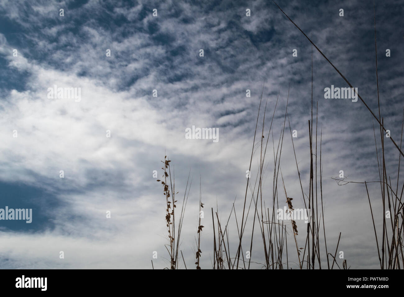 Cirrus and cumulus cloud formation, central Florida, USA Stock Photo