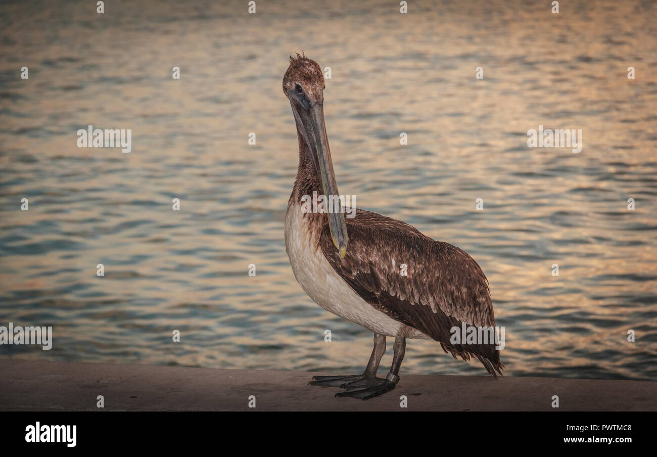 Pelican perched on cement walk by water's edge at dusk Stock Photo
