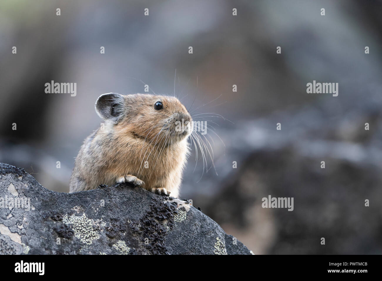 American Pika (Ochotona princeps), Montana, North America Stock Photo