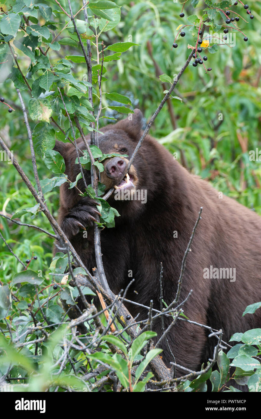 An American Black Bear (Ursus americanus) tears a branch with its teeth to access late summer berries, North America Stock Photo