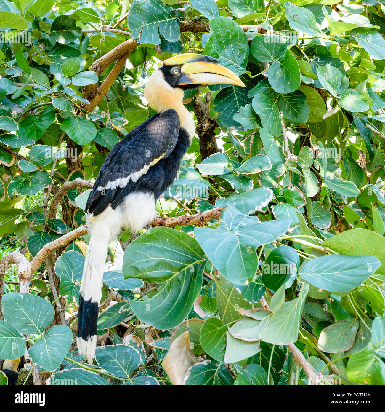 Males Great Hornbill or Buceros bicornis. It is a large bird with white and black feathers and bright yellow and black casque on top of its massive bi Stock Photo