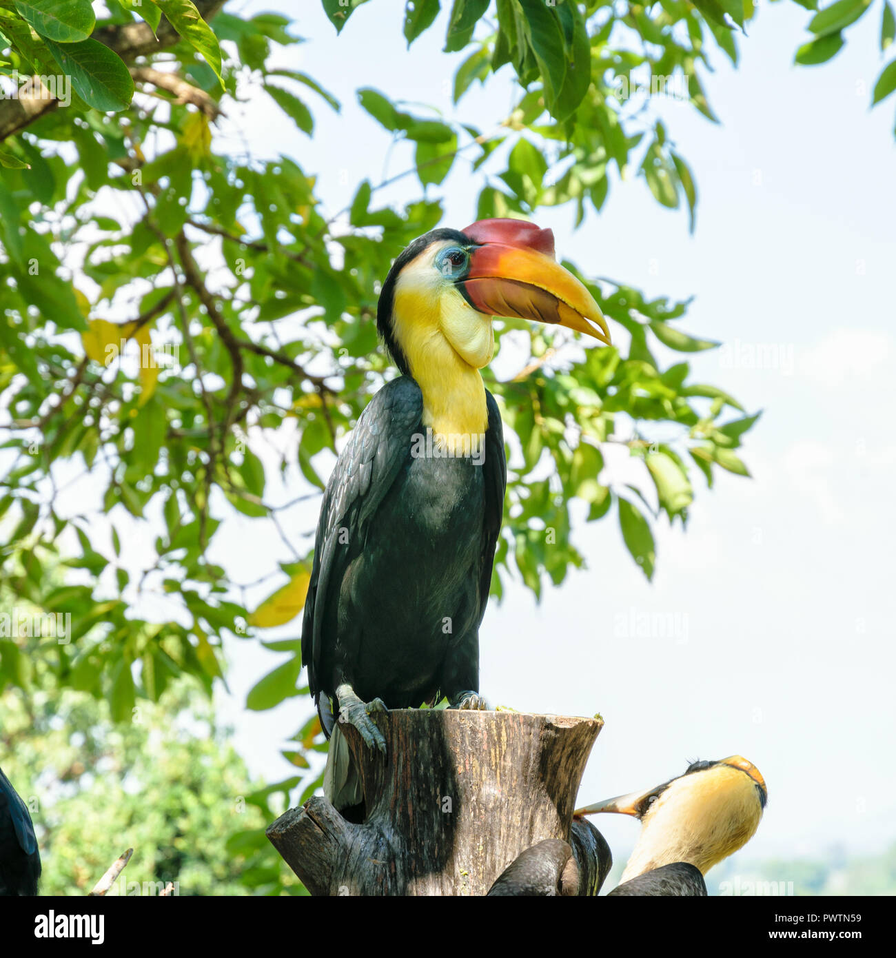 Wrinkled Hornbill, Sunda Wrinkled Hornbill or Aceros Corrugatus. It is a large bird with black feathers and the neck is bright yellow, red casque on t Stock Photo