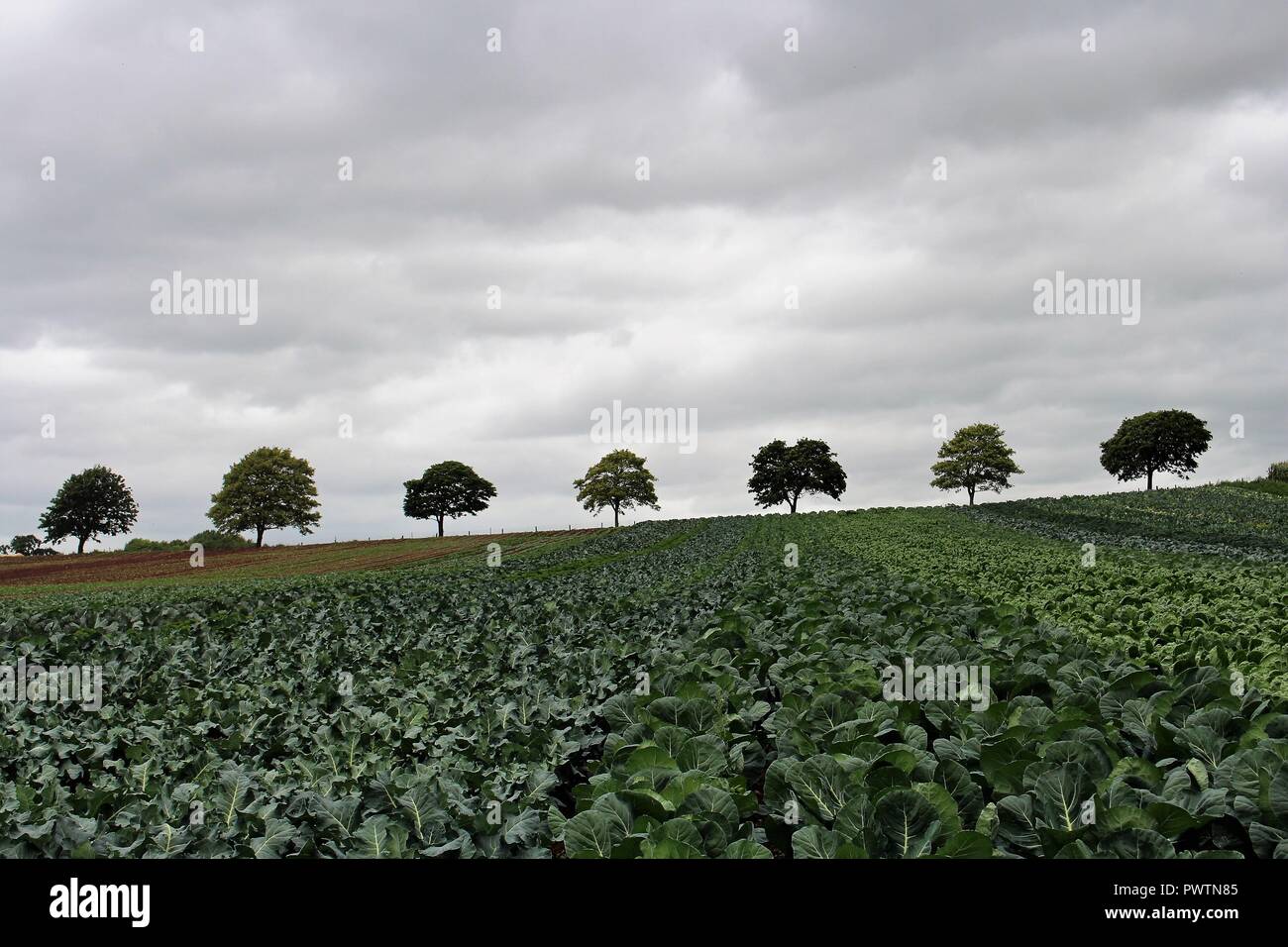 Treeline above field of crops. Stock Photo