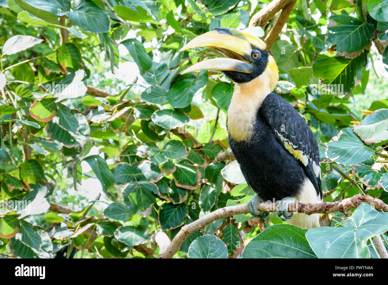 Males Great Hornbill or Buceros bicornis. It is a large bird with white and black feathers and bright yellow and black casque on top of its massive bi Stock Photo