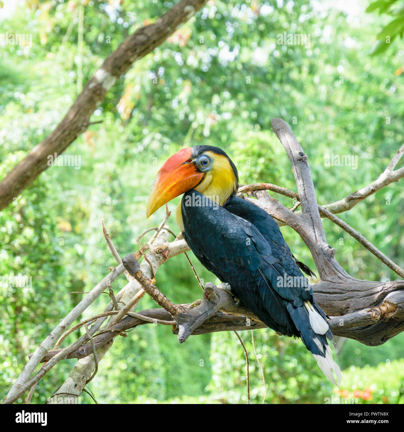 Wrinkled Hornbill, Sunda Wrinkled Hornbill or Aceros Corrugatus. It is a large bird with black feathers and the neck is bright yellow, red casque on t Stock Photo