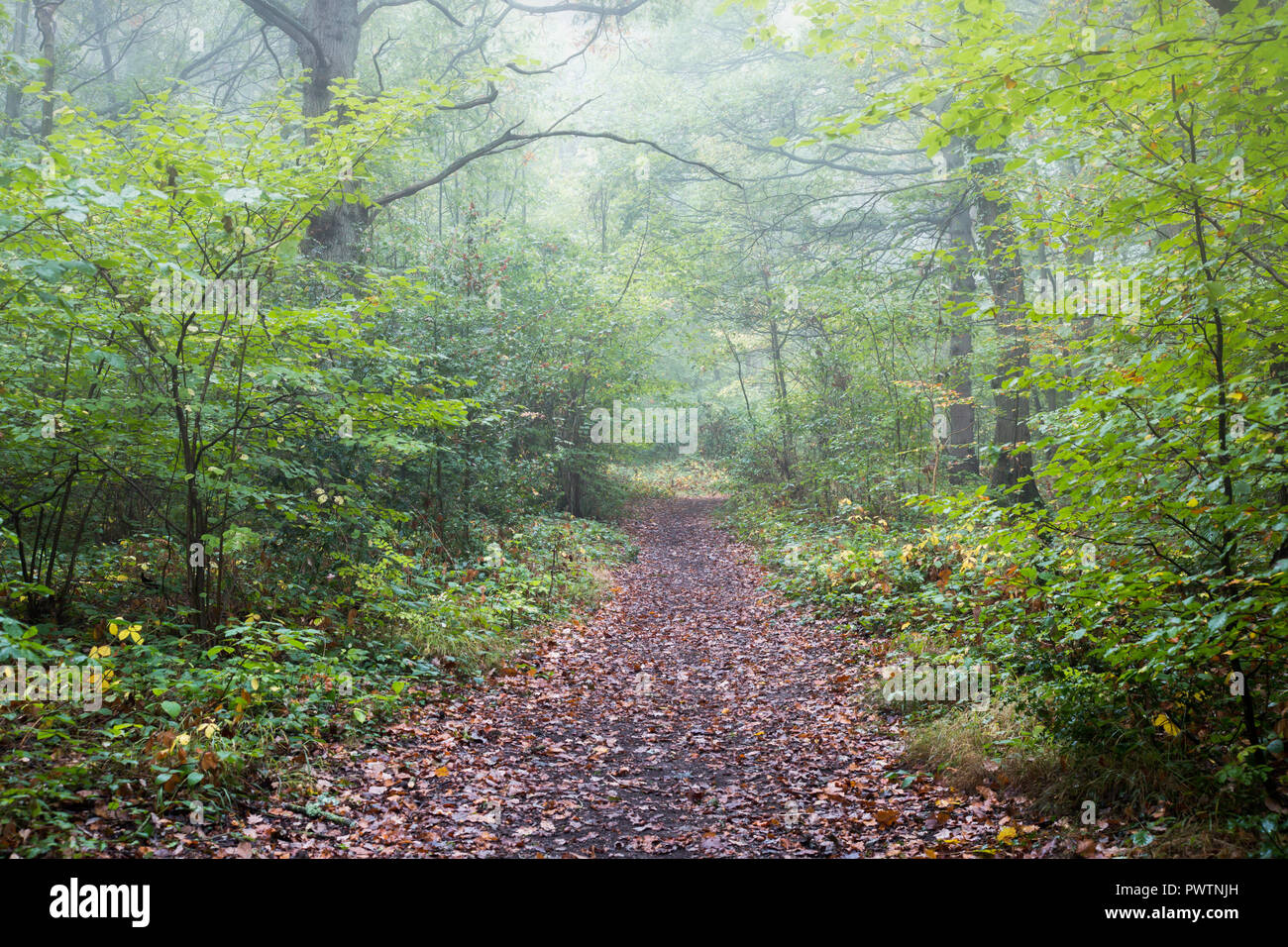 Misty October afternoon in part of the ancient woodland of The Blean near Dunkirk, Kent, UK. A footpath is visible covered in autumn leaves. Stock Photo