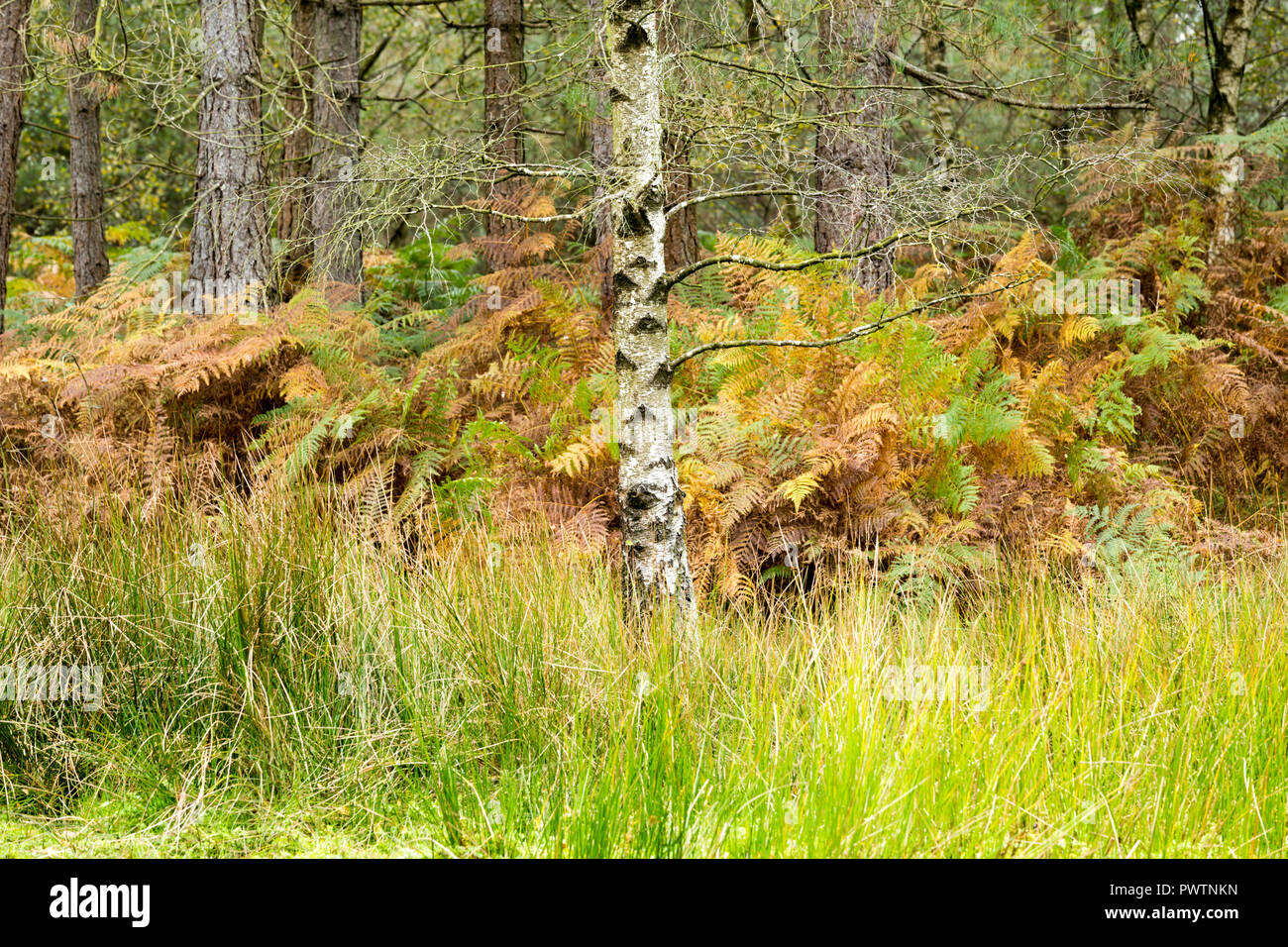 New forest gk hi-res stock photography and images - Alamy