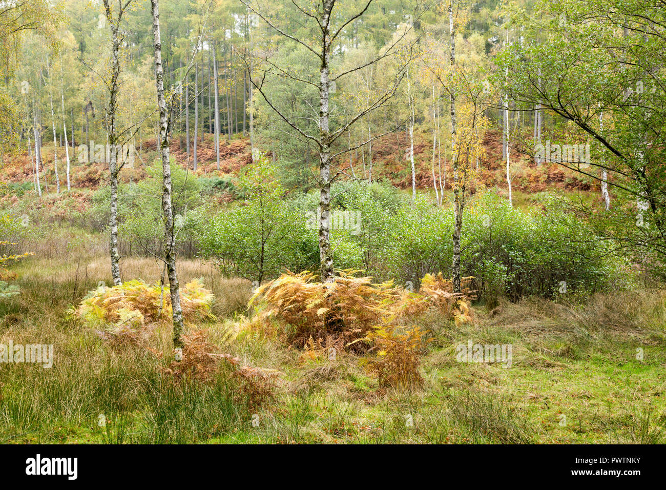 Silver birches and ferns in the New Forest, Hampshire, UK. Stock Photo