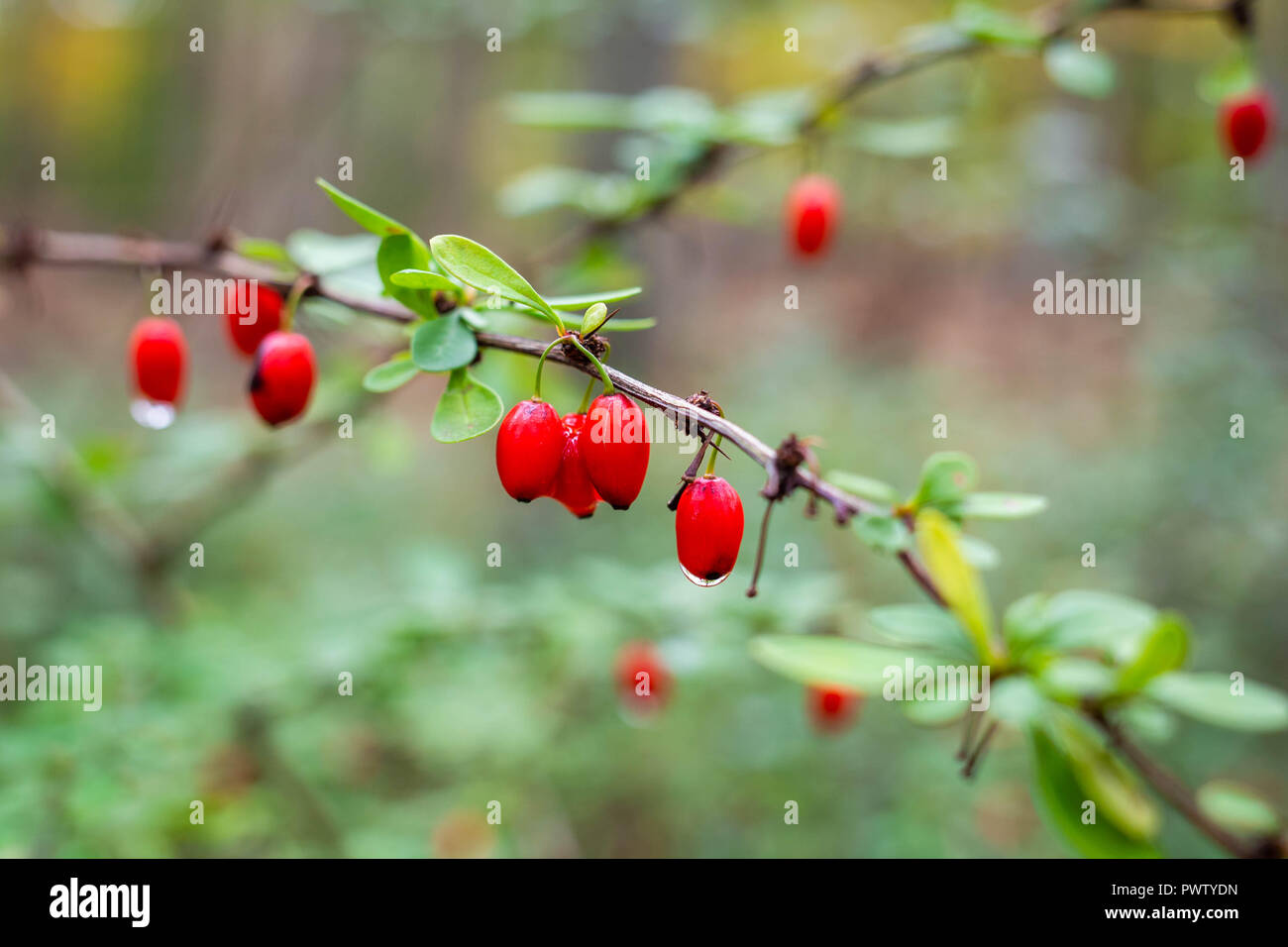 Barberry wild berries in the forest after rain Stock Photo